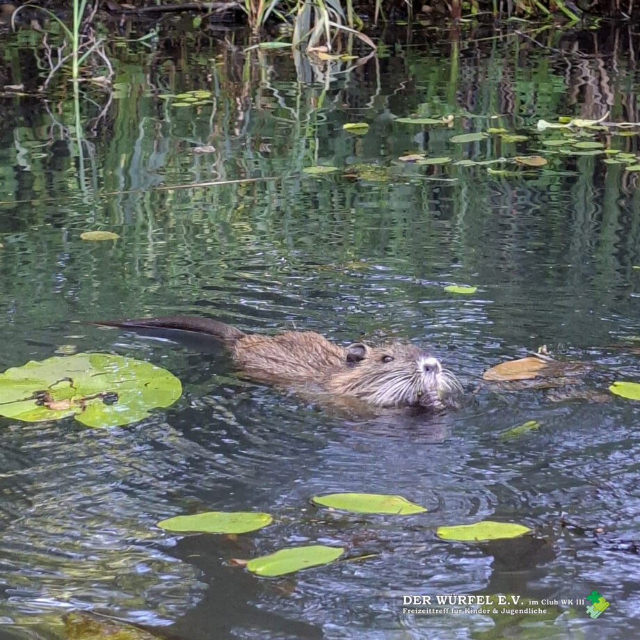 03 (4) Paddeltour durch den Spreewald